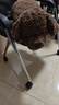 LIV HEART貴賓犬毛絨玩具玩偶狗狗睡覺抱枕公仔生日禮物—貴賓犬巧克力棕L 曬單實拍圖