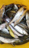 鯽魚大叔同款釣魚小藥v7誘魚粉餌料野釣強(qiáng)效誘魚劑鯉魚鯽魚羅非魚 V7誘魚粉40g【鯽魚大叔推薦】 曬單實(shí)拍圖