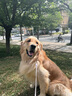 臺派 狗糧20KG40斤裝泰迪金毛柯基拉布拉多成犬幼犬小型中型犬通用型 曬單實拍圖