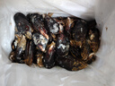 柒島海捕大青口貝鮮活特大海虹淡菜新鮮冷凍海鮮貽貝青口貝水產(chǎn) 7斤(凈重)  鮮活海鮮會吐水 曬單實(shí)拍圖