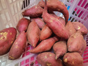 赫杰哥正宗天目山小香薯雞蛋薯新鮮板栗紅薯黃心臨安番薯農家自種小地瓜 5斤 曬單實(shí)拍圖