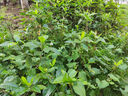 第一江南綠茶龍井特級(jí)250g2025新茶明前茶葉禮盒裝春茶嫩芽高端送禮品 曬單實(shí)拍圖