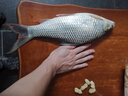 光威（GW）競技赤尾青魚餌開餌添加劑垂釣餌料臺釣鯉鯽野釣魚餌 赤尾青 曬單實拍圖