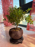 八芽 小葉赤楠盆景擺件室內(nèi)綠植花卉盆栽老樁客廳辦公室桌面好養(yǎng)植物 （【熱銷款】舍得紫砂盆赤楠+苔蘚+底座） 曬單實(shí)拍圖
