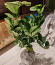 開(kāi)時(shí)果 香水檸檬樹(shù)苗盆栽結(jié)果可食用 室內(nèi)客廳南北方種植物源頭直發(fā)包郵 【約30-40cm】精品檸檬樹(shù)+原生發(fā)貨 基地直發(fā)&果期帶果 曬單實(shí)拍圖