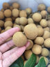 石硤龍眼水果新鮮當(dāng)季整箱現(xiàn)摘現(xiàn)發(fā)儲良一級鮮果10斤大果廣東桂圓 5斤 【石硤龍眼】+【儲良龍眼】雙拼搭配 曬單實拍圖