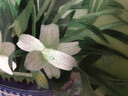 瑪朵維汀蘇繡百合花掛畫(huà)臥室床頭裝飾畫(huà)新中式客廳裝飾高檔蠶絲刺繡藝術(shù)品 畫(huà)芯53x40cm 帶框77x58cm 曬單實(shí)拍圖