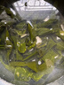 福建霞浦鹽漬海帶結(jié)新鮮特厚昆布無(wú)沙高泡發(fā)低鹽火鍋炒菜商用批發(fā) 鹽漬海帶結(jié)2包1000g 曬單實(shí)拍圖