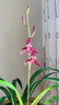 建蘭紫云蘭花高端名花名品花卉綠植盆栽花色穩(wěn)定大花清香老種色花 2壯苗帶花 裸根不帶土 曬單實(shí)拍圖
