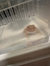 C-LEEN角蛙糧專(zhuān)用飼料糧食小丑蛙黃金角蛙食物 角蛙專(zhuān)用糧50g*1 曬單實(shí)拍圖