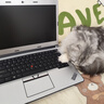 聯(lián)想ThinkPad筆記本電腦新款正品補貼20%酷睿i5/i7超輕薄商務辦公本 新酷睿i5六代處理器 DDR4 16G+1TB極速固態(tài) 曬單實拍圖