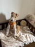 Tagi.《i》想象狗狗牽引繩中小型犬遛狗項(xiàng)圈狗繩背心式胸背 莓果可可 曬單實(shí)拍圖