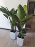 臨雅的花園天堂鳥盆栽綠植室內(nèi)大型客廳植物落地真樹辦公室鶴望蘭大祿植花卉 天堂鳥1.2-1.4米+白梯形盆 曬單實(shí)拍圖