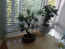 潮裕盆景高端羅漢松造型地景樹室內(nèi)植物庭院迎客松真樹老樁客廳辦公室盆景 老樁羅漢松盆景175 帶盆栽好 曬單實拍圖
