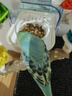 BIRDSTORY鸚鵡外置防濺食盒喂食器谷殼分離虎皮洗澡盆專用洗澡神器用品大全 防濺防撒【可洗澡/喂食】白色 曬單實拍圖
