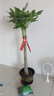 臨雅30天包活發(fā)財(cái)樹(shù)大盆栽室內(nèi)綠植客廳大型步步高招財(cái)樹(shù)植物喬遷開(kāi)業(yè) 發(fā)財(cái)樹(shù)1.3-1.4米（福字款）送土+彩帶+肥 曬單實(shí)拍圖