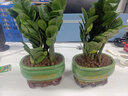 【金錢樹】盆栽客廳室內(nèi)植物錢串子大型發(fā)財(cái)綠植喬遷開業(yè)送盆花卉 6-9株 30-40cm財(cái)源廣進(jìn)寶綠陶瓷盆+肥料; 曬單實(shí)拍圖