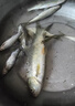 蝦籠餌料爆籠王野釣魚料釣魚王誘魚劑龍蝦蚯蚓餌料鯽魚鯉魚打窩料 爆籠王10包（5g1包） 地龍蝦籠魚籠專用 曬單實拍圖