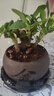 開時(shí)果 鐵海棠盆栽帶花發(fā)貨 虎刺梅四季開花卉植物盆景綠植源頭直發(fā)包郵 【鐵海棠】舍得紫砂盆+圓底托 曬單實(shí)拍圖