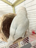 【京東物流】寵物草編鳥窩鳥巢 牢固簡約葫蘆窩爬寵小寵 四季通用 鳥窩【2個】 曬單實拍圖