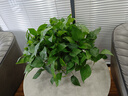 長(zhǎng)藤綠蘿垂吊綠植室內(nèi)吊蘭吸甲醛凈化空氣綠植盆栽稀有綠蘿盆栽 【盆口直徑32厘米】短藤紅盆綠蘿1盆送肥料 曬單實(shí)拍圖