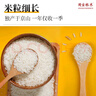國寶橋米京山橋米20斤湖北地標(biāo)大米當(dāng)季新米綠色食品南方特色長粒秈米 曬單實(shí)拍圖
