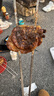 葷八廚 內(nèi)蒙古羊腰子500g凈重 新鮮羊肉生鮮原油羊腰子內(nèi)腰烤串燒烤食材 曬單實拍圖