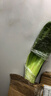 買(mǎi)多送多百芳緣  盆栽花卉君子蘭盆栽  名貴花卉 盆景精品綠植園藝庭院陽(yáng)臺綠化圓頭和尚彩蘭 花葉君子蘭 3-4片葉子很小 曬單實(shí)拍圖