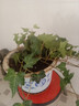 臨雅常春藤盆栽爬藤吊蘭垂吊植物冬季陽(yáng)臺室內四季常青吸甲醛金邊綠植 常春藤110# 曬單實(shí)拍圖