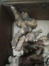 京鮮生 云南小黃姜 凈重3斤 生姜 新鮮蔬菜 源頭直發(fā) 曬單實拍圖