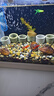 黃金蜆魚缸專吃魚屎糞便冷水觀賞淡水魚冷水魚清理凈水黃金河蚌 小缸推薦 黃金組合 曬單實拍圖