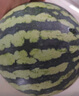 【產(chǎn)地直采】麒麟奶油西瓜1粒4kg 曬單實拍圖