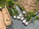 爬藤植物藤本月季花苗四季花卉濃香型玫瑰盆栽庭院陽(yáng)臺薔薇花苗 薰衣草花環(huán) 帶土發(fā)貨 50-70厘米高 曬單實(shí)拍圖