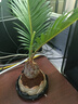開(kāi)時(shí)果 鐵樹(shù)盆栽桌面迷你小植物 茶桌中式禪意辦公室客廳植物蘇鐵小盆景 鐵樹(shù)（蓮花古陶盆+苔蘚+底托） 曬單實(shí)拍圖