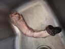 新鮮驢鞭帶蛋驢寶現殺整套驢蛋滋補生驢鞭熟食泡酒私密隱私發(fā)貨 單鞭約7-8兩[順豐] 曬單實(shí)拍圖