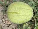 豐滿龍復(fù)合肥氮磷鉀15-15-15肥料緩釋大量元素農(nóng)用花卉果蔬通用顆粒50斤 曬單實拍圖