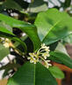 四季桂花盆栽樹(shù)苗開(kāi)花植物室內(nèi)外花卉濃香好養(yǎng)可食用綠植盆景月桂 【精品】四季桂/40-50cm[原土球] 曬單實(shí)拍圖