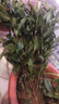 誼味正宗茶葉苗龍井茶綠茶苗鐵觀音茶苗白茶樹(shù)苗毛尖茶苗碧螺春茶苗 4年苗白茶 曬單實(shí)拍圖