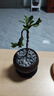 黃楊老樁室內(nèi)綠植吸甲醛凈化空氣桌面好養(yǎng)四季常青北歐風(fēng)懶人盆栽 黃楊小懸崖+紫砂舍得盆+吊卡 帶盆栽好 曬單實(shí)拍圖
