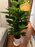 愛優(yōu)尚大葉綠蘿柱盆栽客廳大型綠植辦公室內(nèi)除甲醛凈化空氣綠籮源頭直發(fā) 曬單實(shí)拍圖