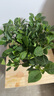 行湘梔子花盆栽花卉綠植 精品150#多分支梔子花+浪琴紋盆 源頭直發(fā) 曬單實拍圖