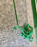 綠園匠花卉爬藤架植物防倒伏支撐桿玻纖固定盆栽護花葉花支架48厘米10支 曬單實拍圖
