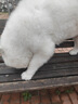 巴布豆（BOBDOG）女童鞋網(wǎng)面休閑鞋春秋款兒童運(yùn)動(dòng)鞋 102513105 嫩粉/藕荷紫28 曬單實(shí)拍圖