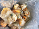 鯨口大開【精選】新鮮青島大扇貝肉鮮活非即食超大夏夷貝帶黃無沙鮮活冷凍 新鮮現(xiàn)剝扇貝肉3斤(凈重) 曬單實拍圖