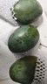 集南鮮 凱特芒果 四川攀枝花芒果當(dāng)季大青皮黃皮大芒果新鮮水果整箱 含箱5斤  單果400g起  凈重4.5斤 曬單實(shí)拍圖