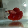 小型熱帶魚觀賞魚孔雀魚雜袍孔雀魚天空藍(lán)活體活魚紅扇血紅 *半月斗魚5-6cm 【顏色隨機】1條 曬單實拍圖