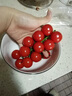 知翠櫻桃小番茄精品單粒西紅柿生吃脆甜新鮮水果自然熟非圣女果小柿子 紅櫻桃小番茄（粒裝） 400g *4盒 曬單實拍圖