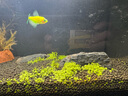 瘋狂水草（FKSC）4L魚(yú)缸水草泥和種子底沙魚(yú)缸造景水草泥套餐用品水草缸底砂水藻泥 曬單實(shí)拍圖