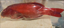 深海東斑魚(yú)燕尾斑海捕冰鮮生活速凍超大紅星石斑魚(yú)海鮮魚(yú)類(lèi)水產(chǎn) 東星斑1000-1250g*1條 曬單實(shí)拍圖