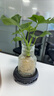 八芽文竹盆栽懶人水培植物客廳室內(nèi)桌面好養(yǎng)四季好養(yǎng)發(fā)財(cái)樹綠植吸甲醛 春羽-波浪瓶-密胺托盤 含盆 曬單實(shí)拍圖